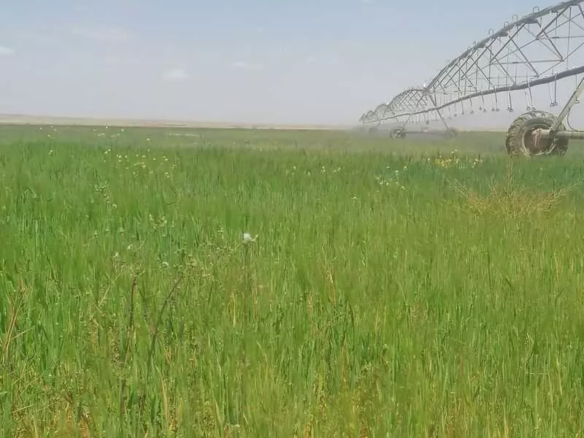 مزرعة للبيع