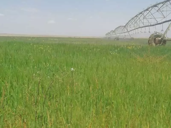 مزرعة للبيع